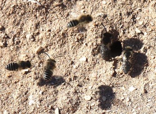 Réf. 247 115 : Colletes sp.